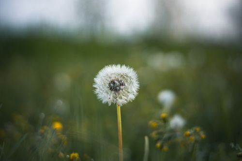 Free A single dandelion seedhead stands alone in a lush green meadow, symbolizing growth and summer. Stock Photo