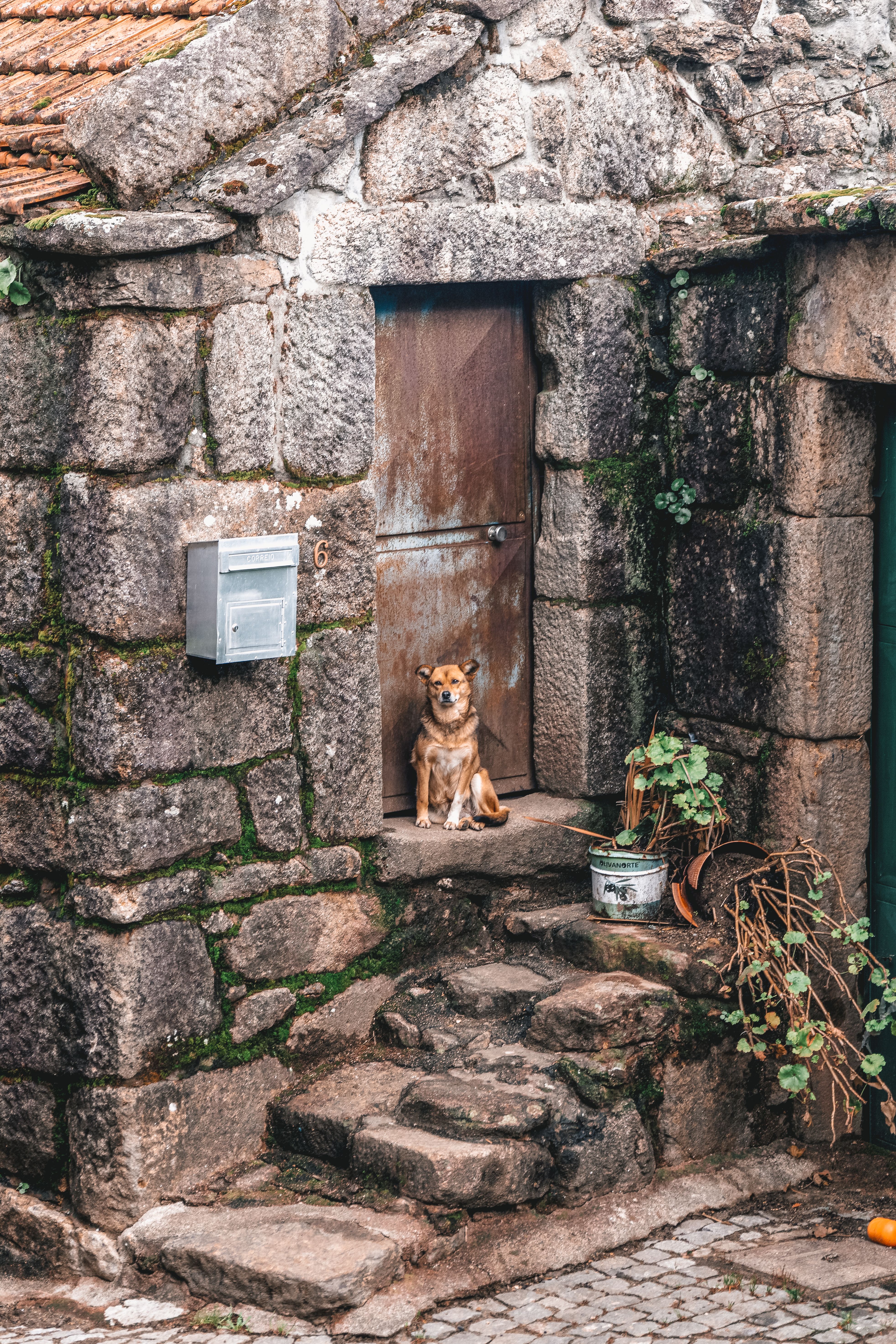 Uploaded photo being cropped — dog in a stone village doorway, photo by Liane Ferreira on Pexels