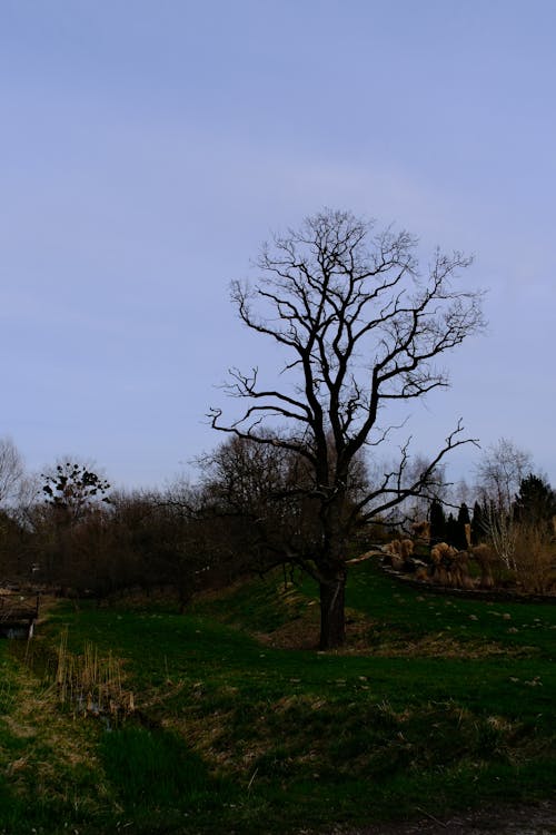 Fotobanka s bezplatnými fotkami na tému Fujifilm, osamelý strom, starý strom