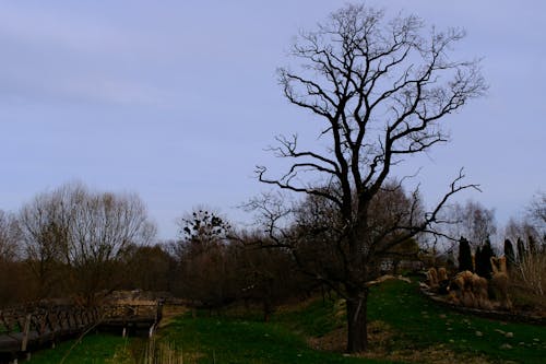 Fotobanka s bezplatnými fotkami na tému Fujifilm, osamelý strom, starý strom