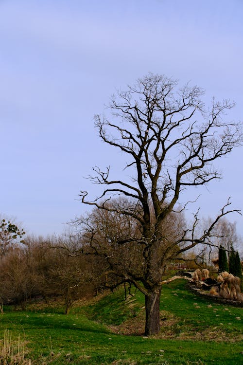 Fotobanka s bezplatnými fotkami na tému Fujifilm, osamelý strom, starý strom