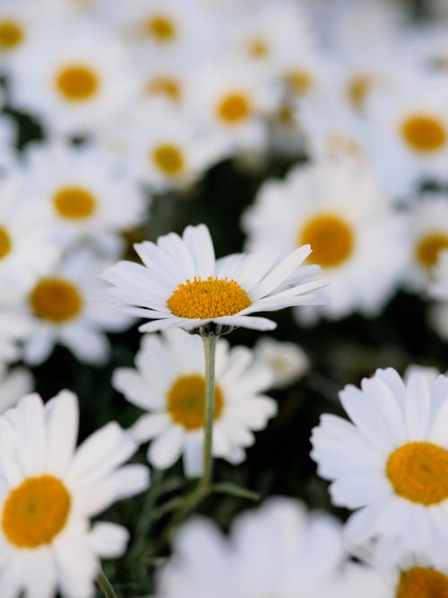 A close up of white daisies with yellow centers