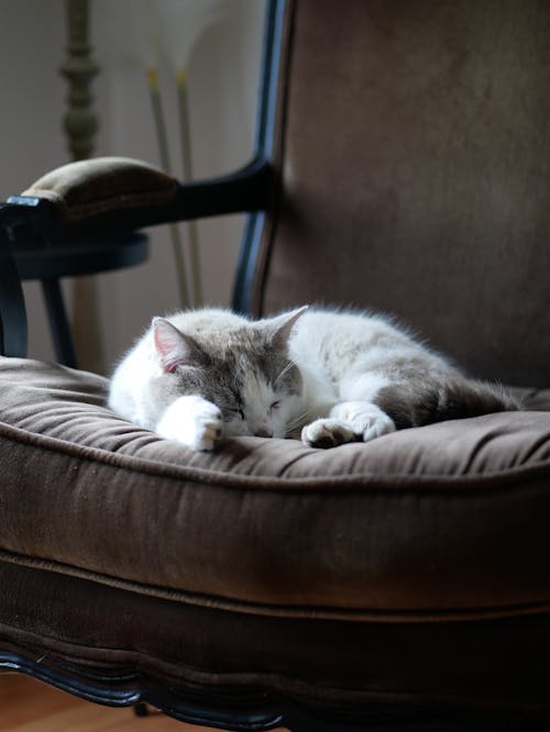 A cat is sleeping on a chair in the living room