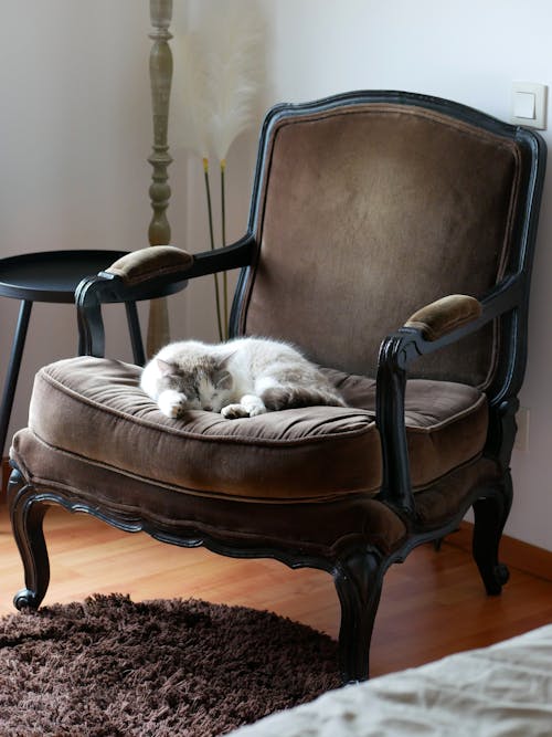 A cat laying on a chair in a room