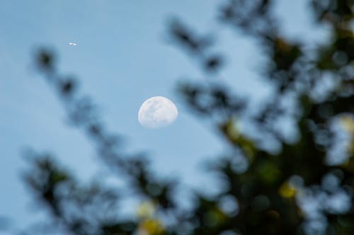 가지 나무, 달, 렌즈 플레어의 무료 스톡 사진