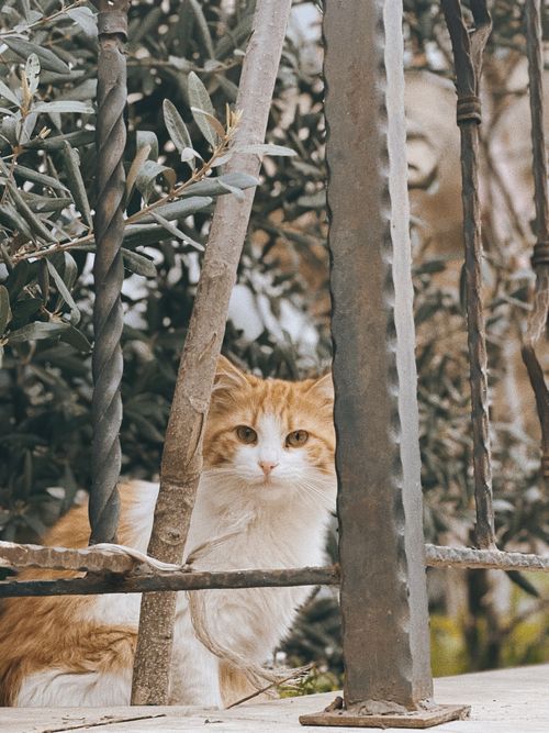 Free A curious orange and white cat peeks through a vintage wrought iron fence with foliage around. Stock Photo