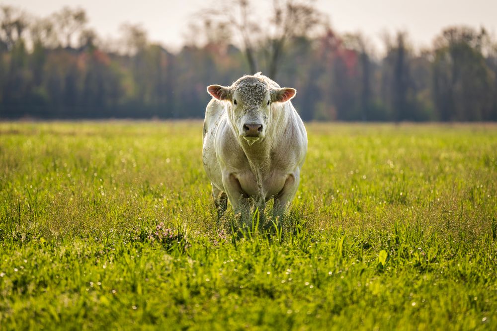 White beef cow standing in a green pasture