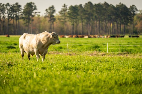 Безкоштовне стокове фото на тему «корова, поле, сільська місцевість»