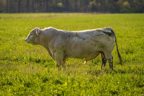 Безкоштовне стокове фото на тему «корова, поле, сільська місцевість»