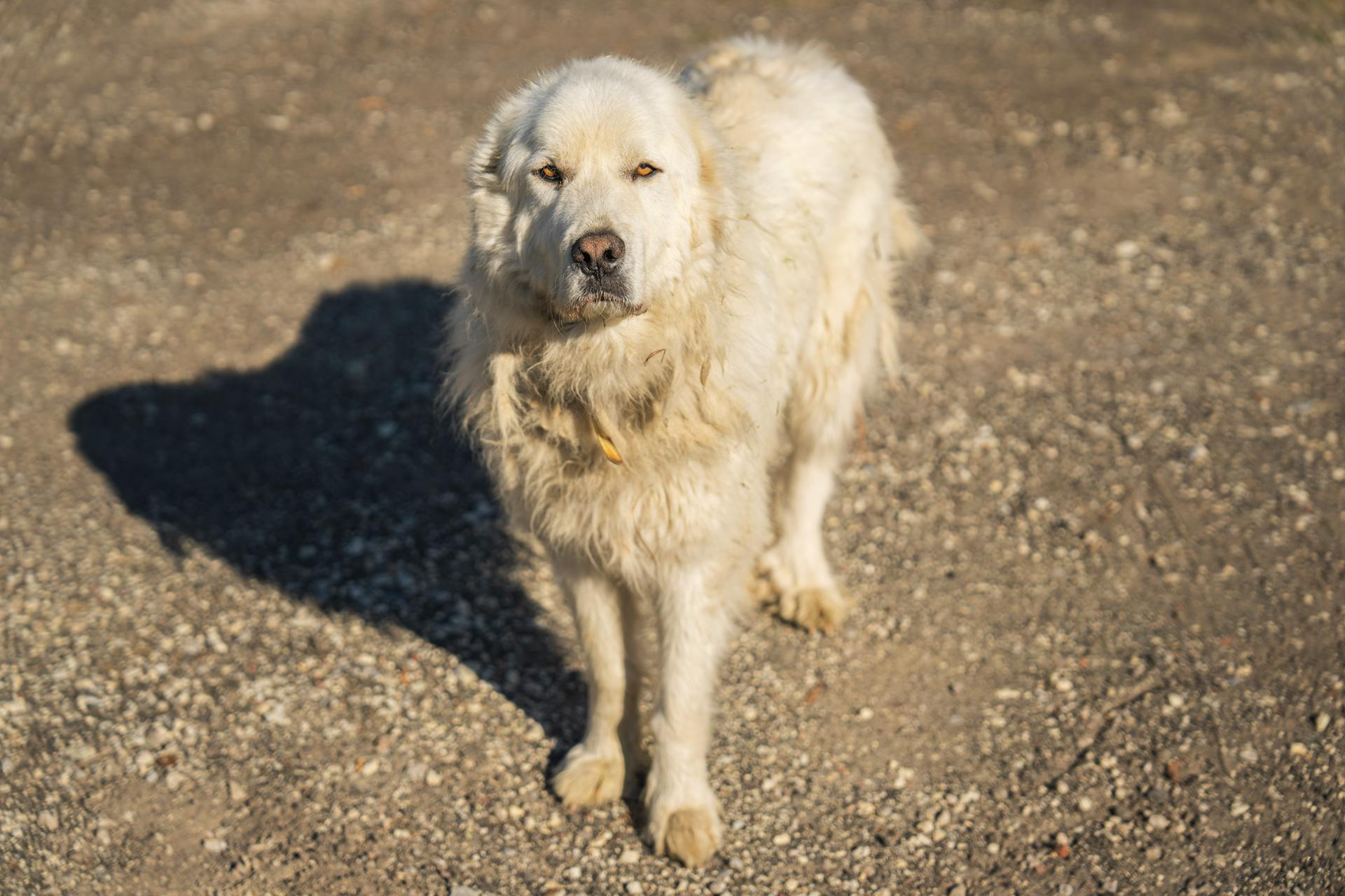 Selective Focus of White Dog