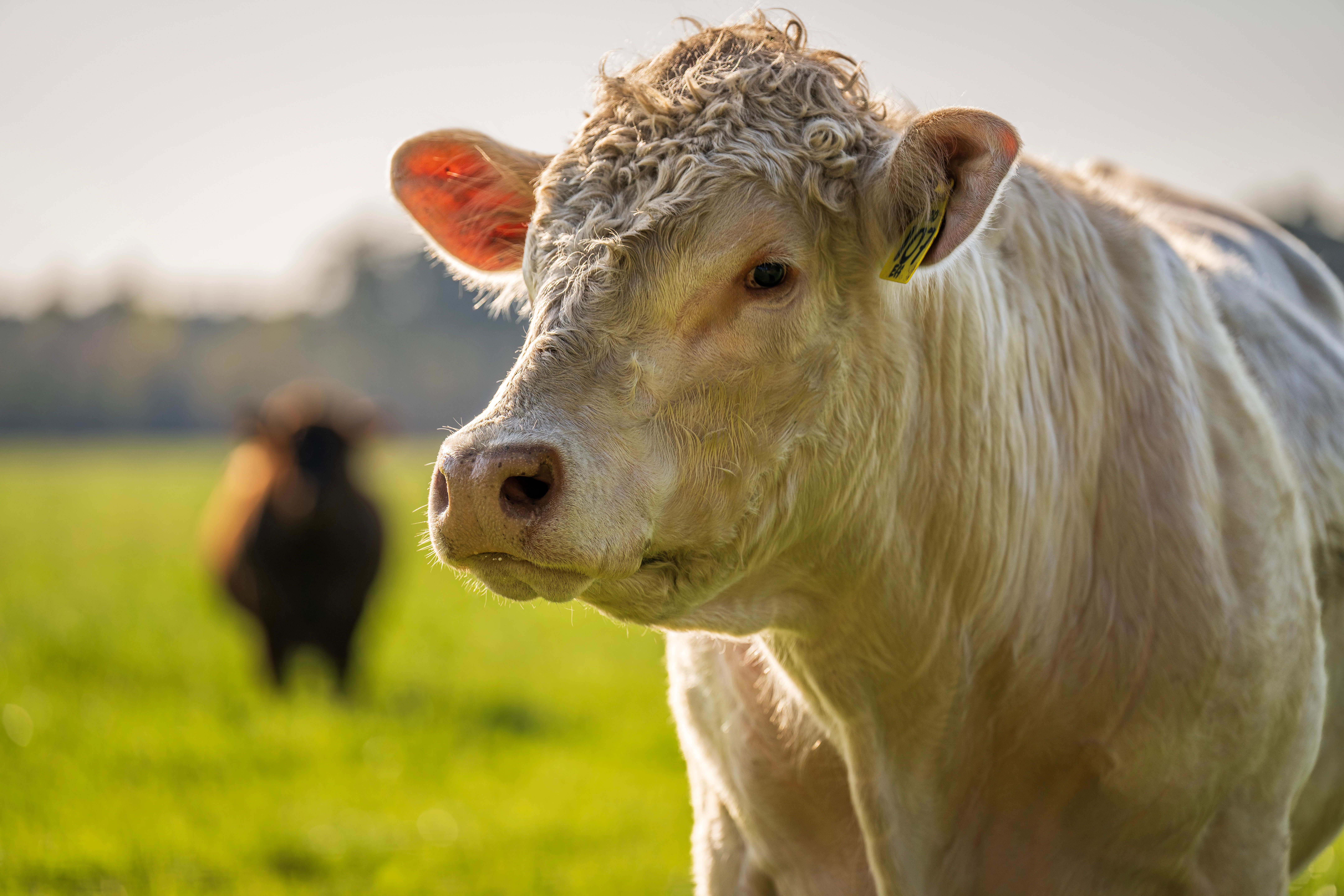 Update: Animal Health Supplement Act would give products legal home — Photo by Mark Stebnicki on Pexels