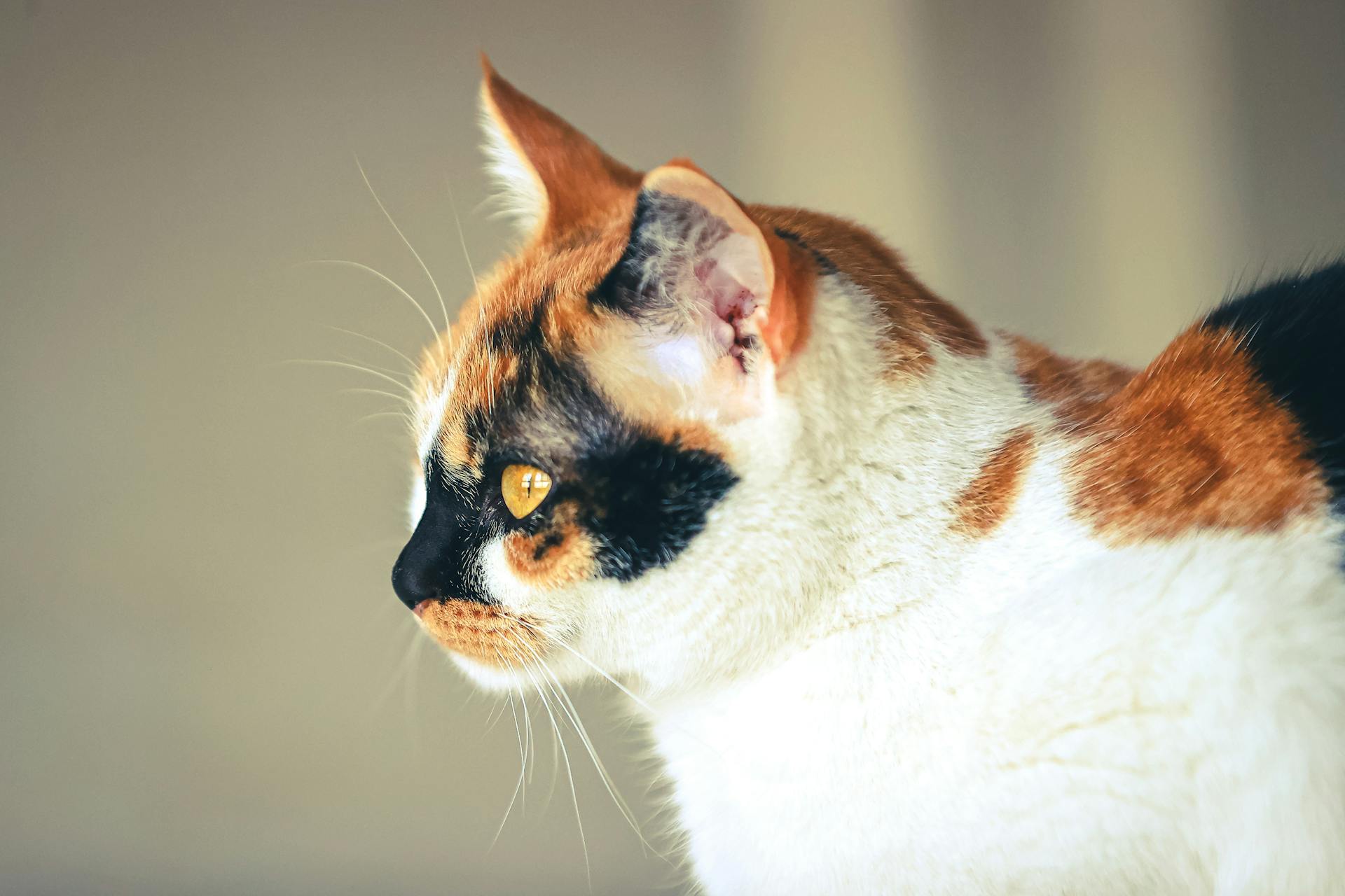 Closeup of Tricolor Cat