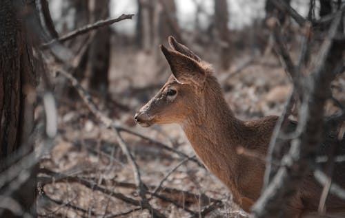 A deer in the woods with branches in the background