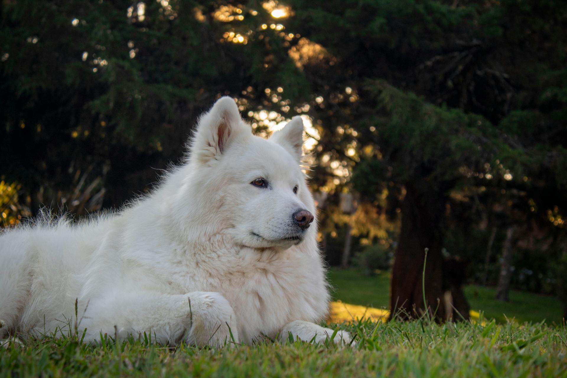 Samoyed Dog Lying Down on Grass