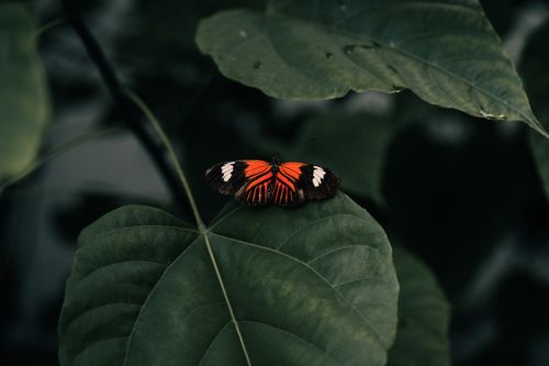 Free A close-up of a Heliconian butterfly resting on a vibrant green leaf in a tropical setting. Stock Photo