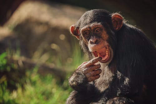 チンパンジー, トロピカル, パントロッコディテスの無料の写真素材