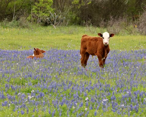 A cow and calf in a field of bluebonnets