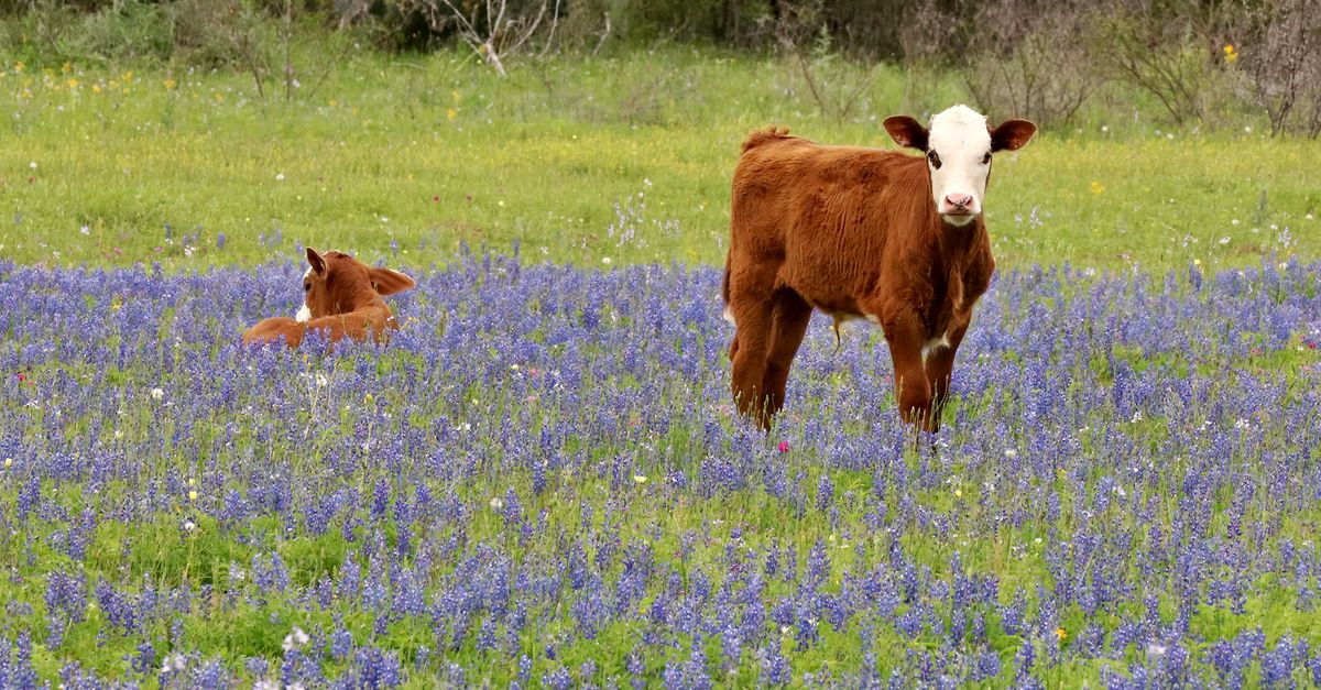 Pasturing Young Cows Pasturing on Lavender Field · Free Stock Photo