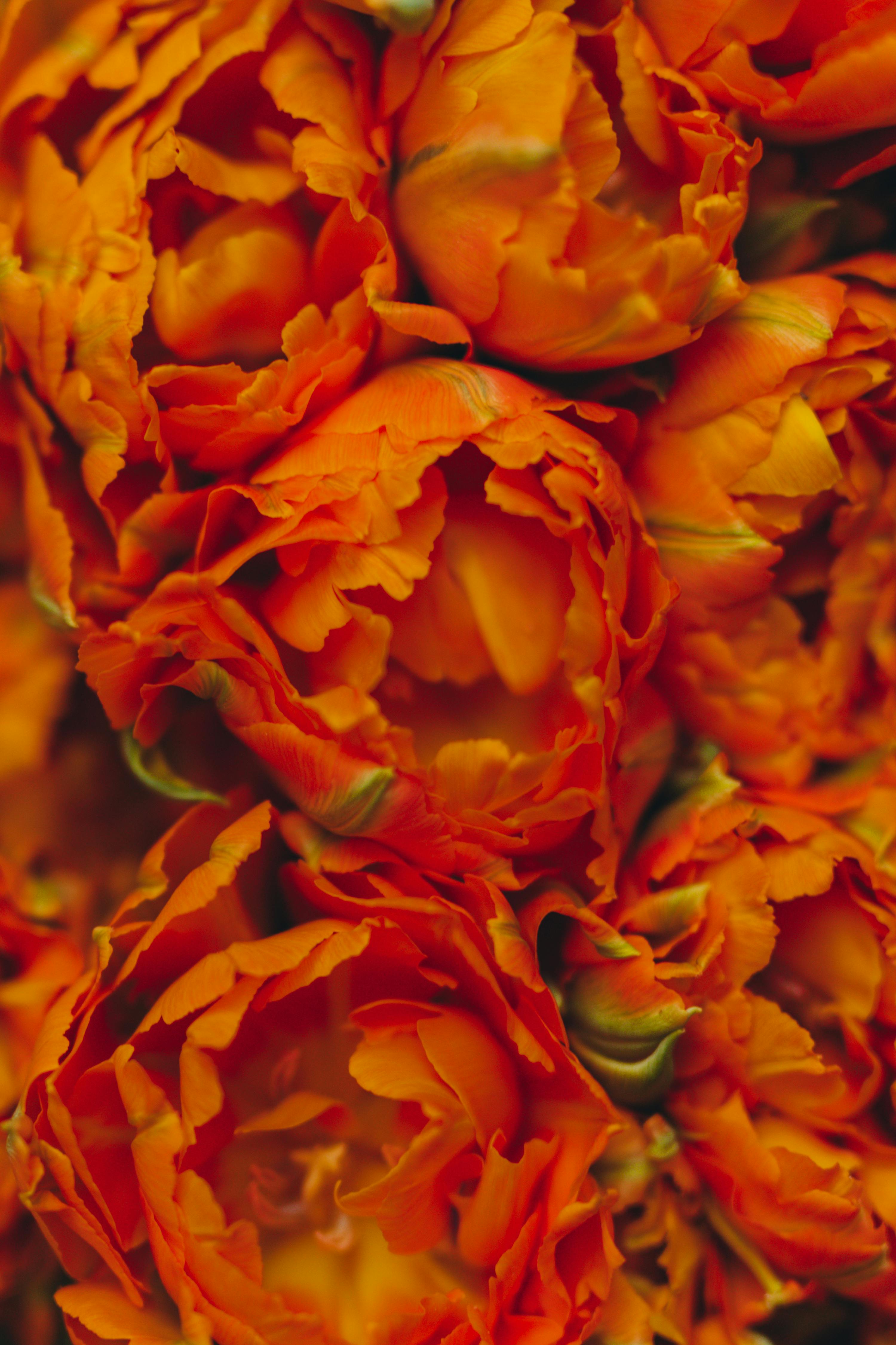 Detailed close-up of vibrant orange flowers ideal for decoration or mobile wallpaper.