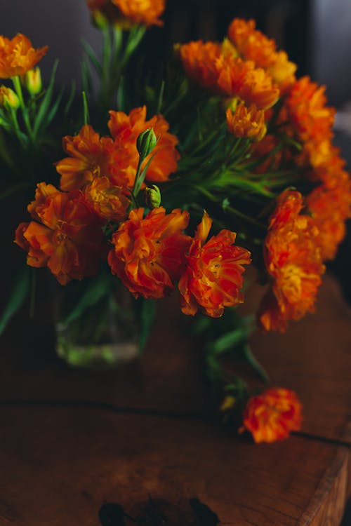 Fotos de stock gratuitas de caléndula, enfoque selectivo, flores