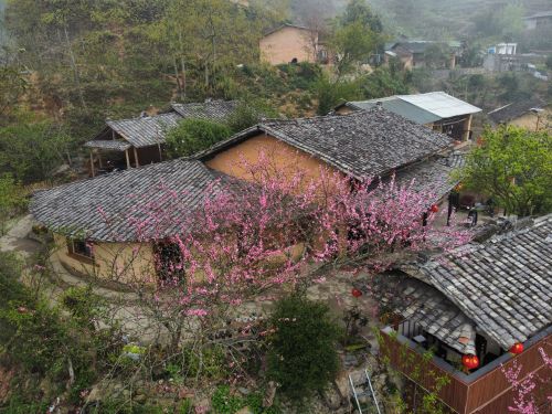 Free Stunning aerial view of a Vietnamese village in spring, showcasing pink blossoms and traditional houses. Stock Photo