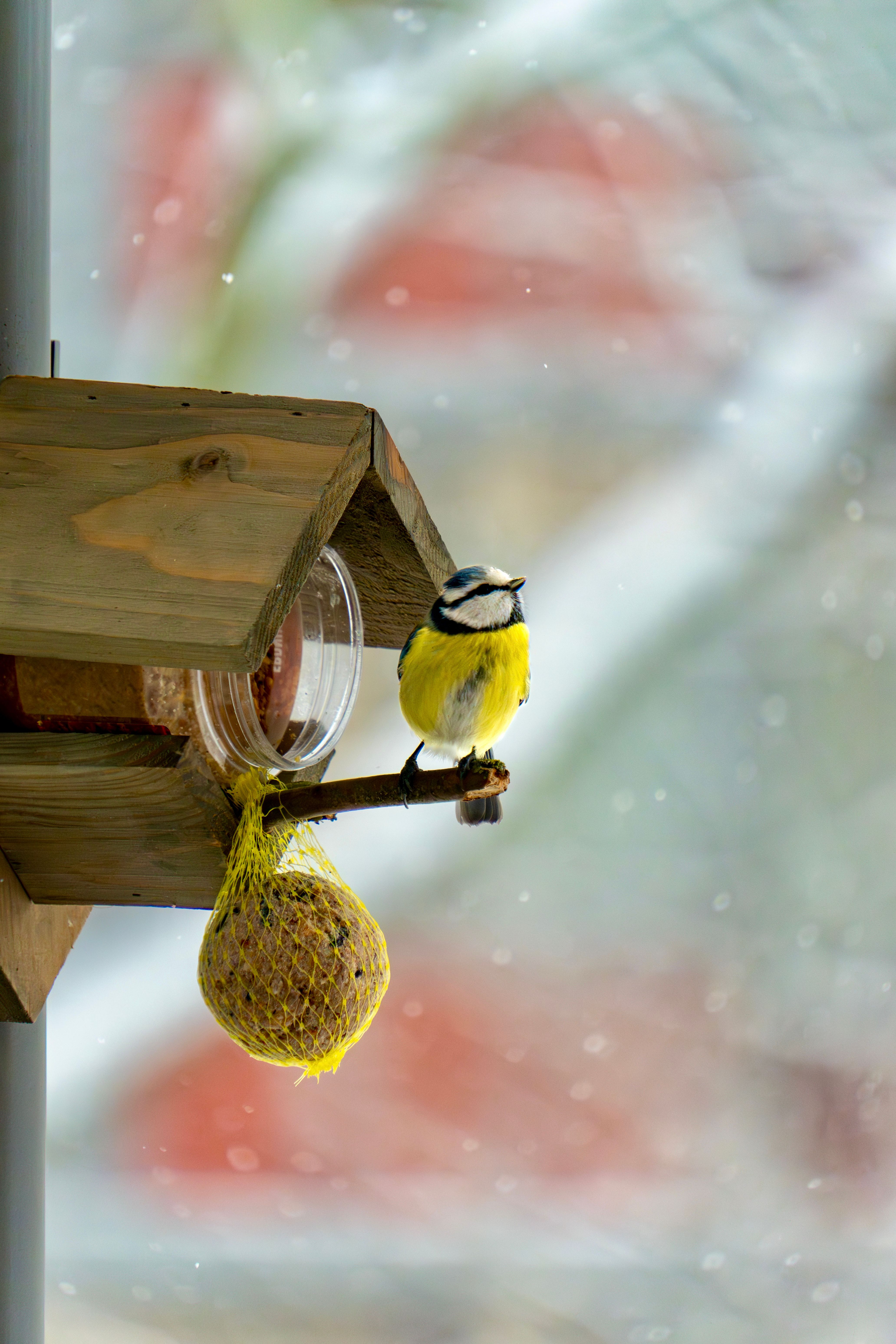 Bird feeder bottle photos download the best free bird feeder bottle