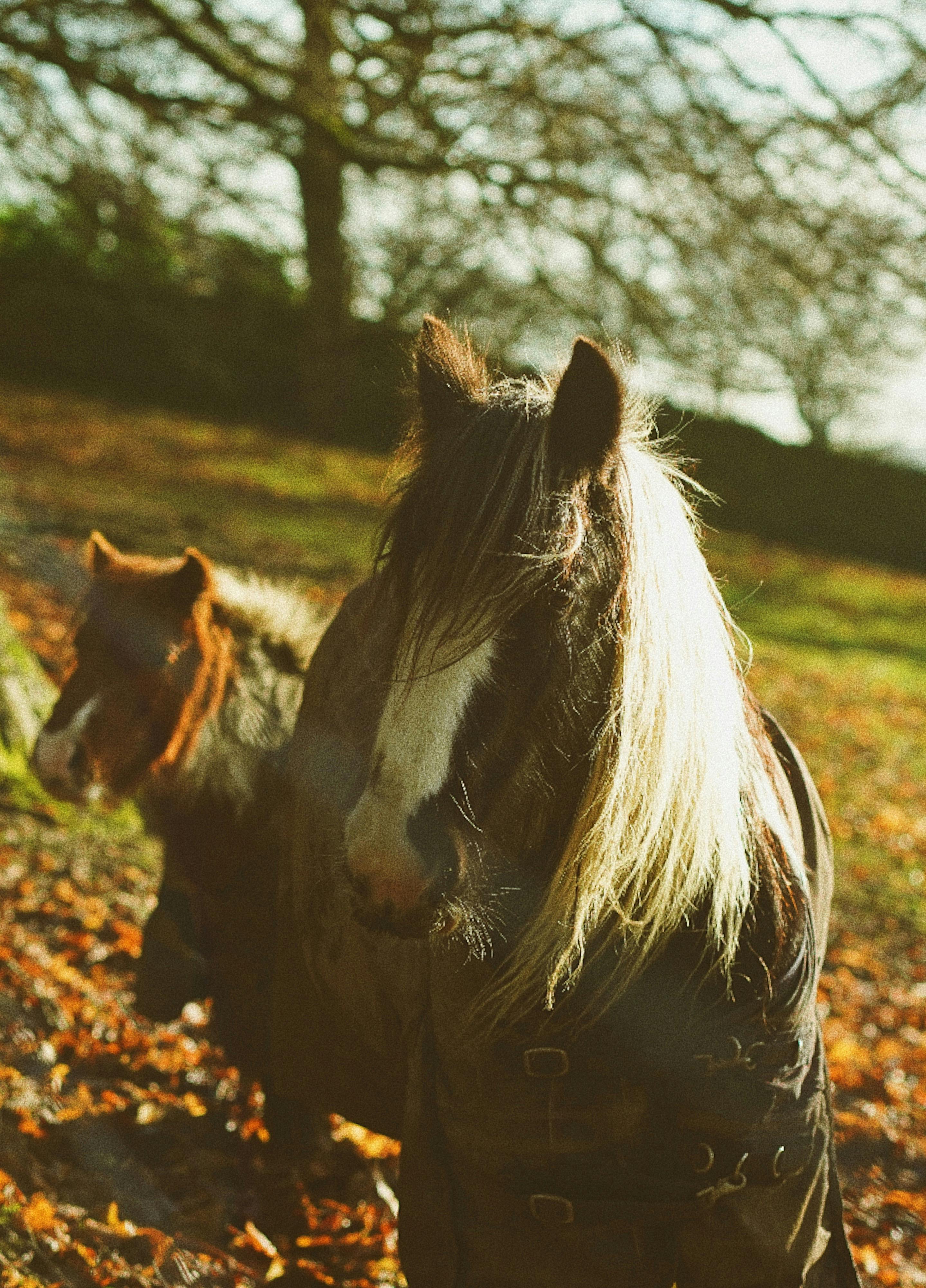 A pair of horses in horseware enjoy a sunlit autumn rural setting.