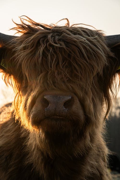 A close up of a cow with long hair