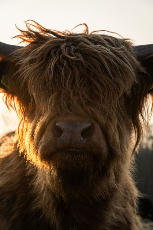 Portrait of a Shaggy Highland Cow · Free Stock Photo
