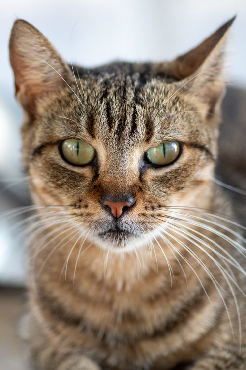 Free Intimate close-up of a tabby cat with striking green eyes and distinct facial features. Stock Photo