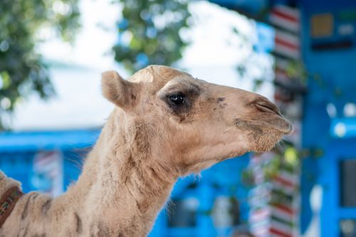 Free A detailed side view of a camel's head set outdoors against a vibrant blue backdrop. Stock Photo