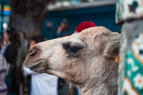camel-portrait