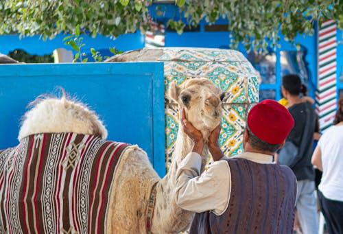 camel-portrait-with-owner