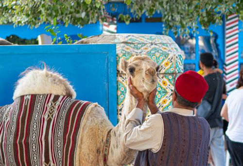 Free A vibrant scene in La Marsa, Tunisia featuring a camel and local traditions. Stock Photo
