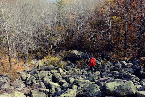 Person Hiking on Rocks in Forest