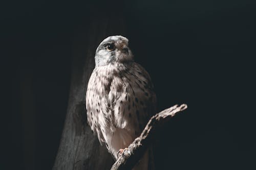 Grey and Brown Owl on Tree Branch at Night