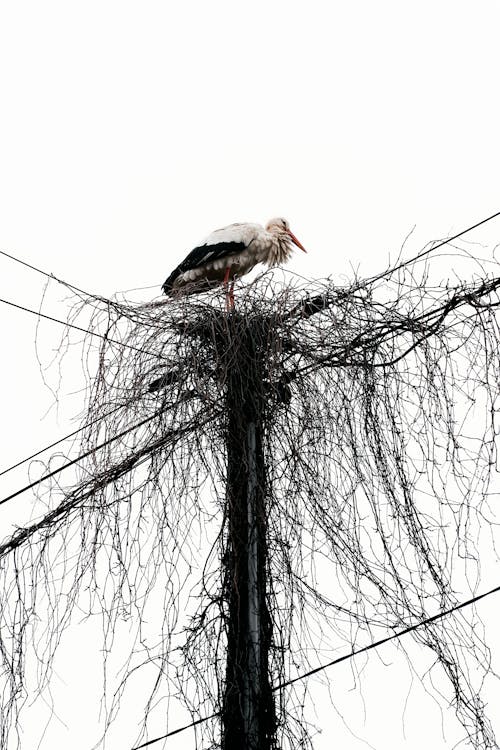 A stork is perched on top of a telephone pole