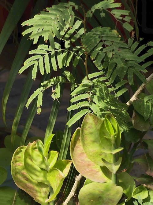 Foto stok gratis daun hijau gelap, daun-daun hijau, rumah dan Taman