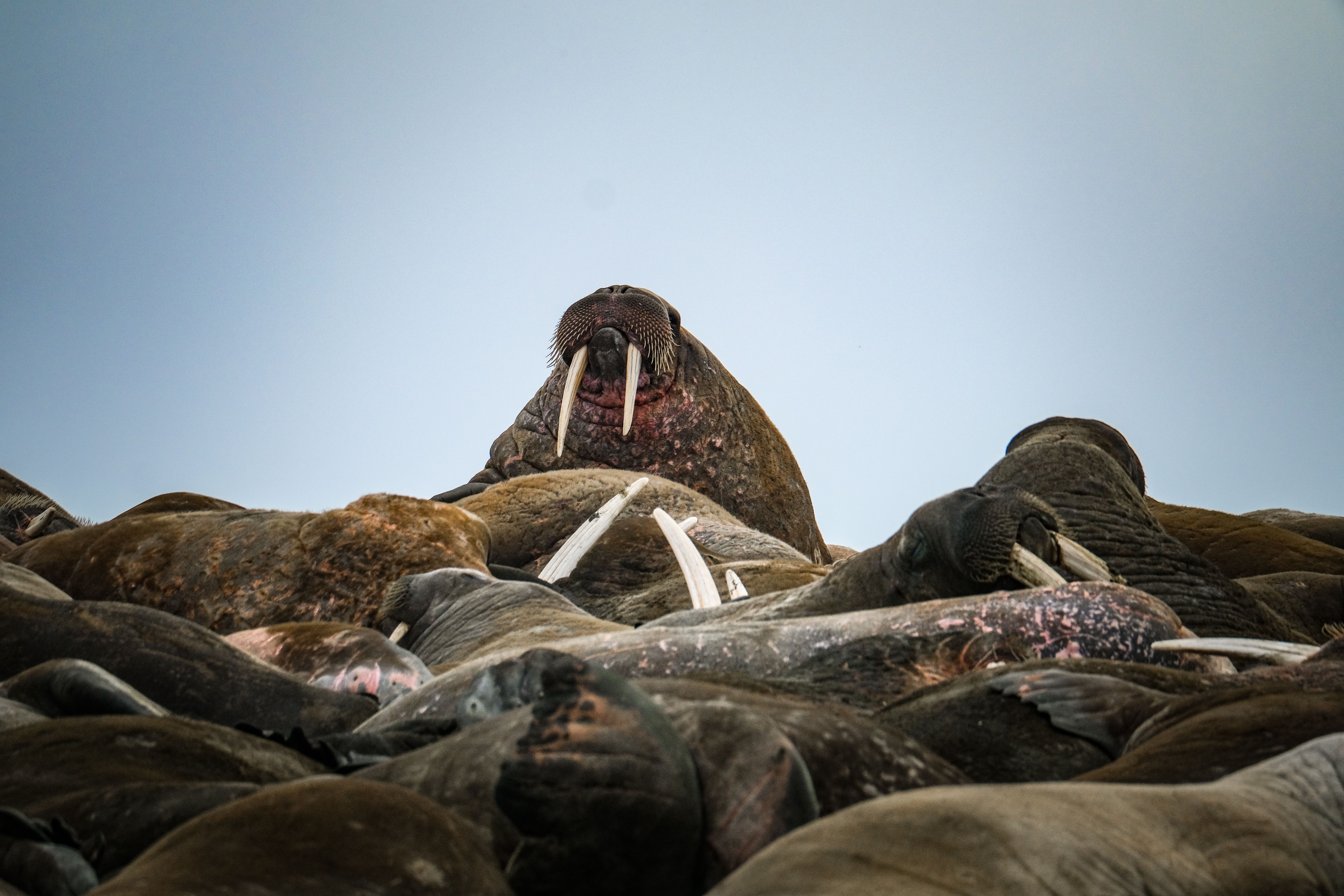 A large herd of walruses resting on a beach, showcasing their tusks and distinct features.
