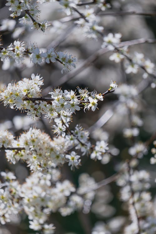 Gegenlichtaufnahme von einem blühenden Ast im Frühjahr