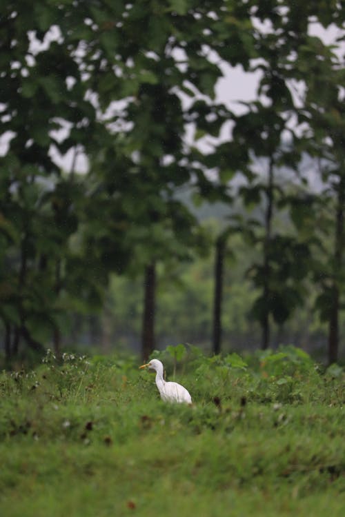 Cattle Egret 