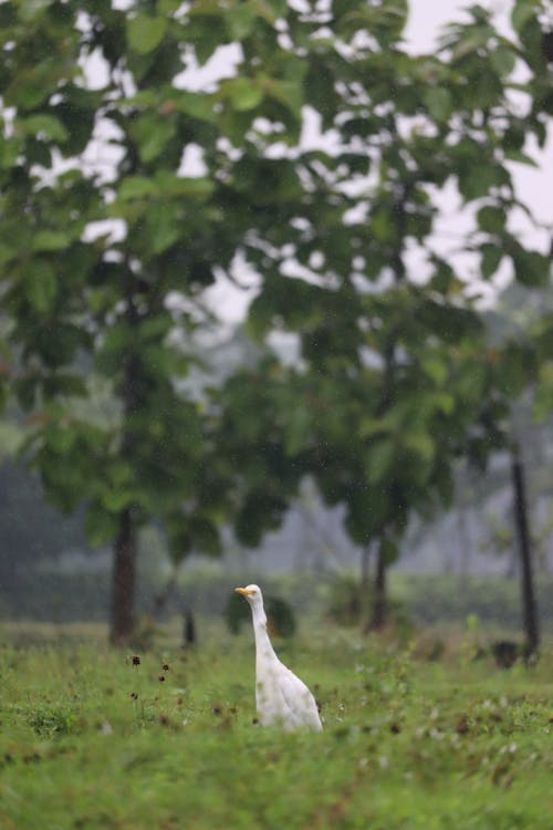 Cattle Egret 