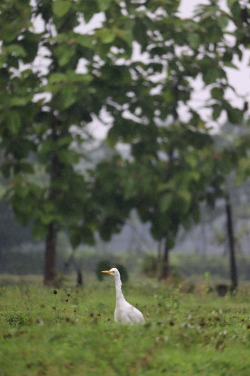 Cattle Egret 