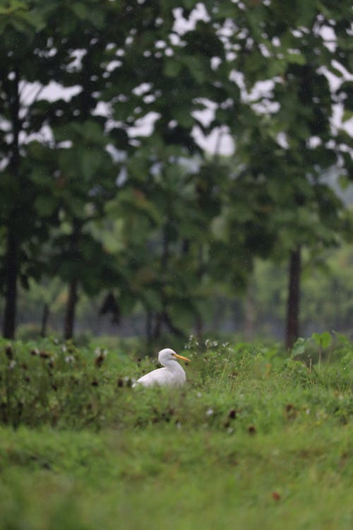 Cattle Egret 