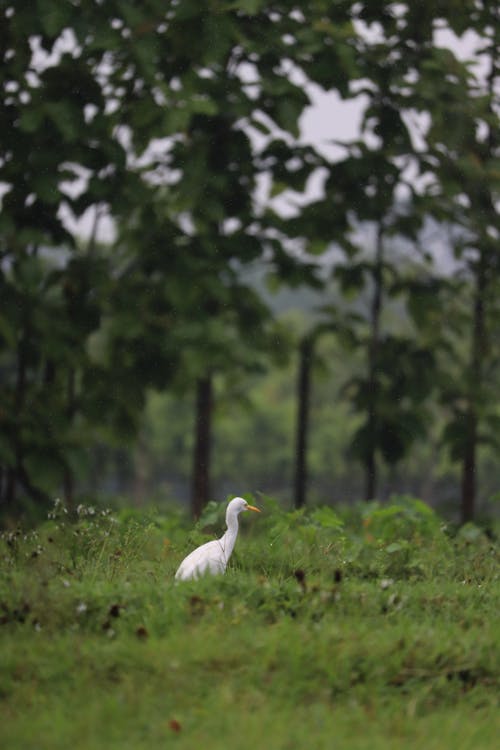 Cattle Egret 