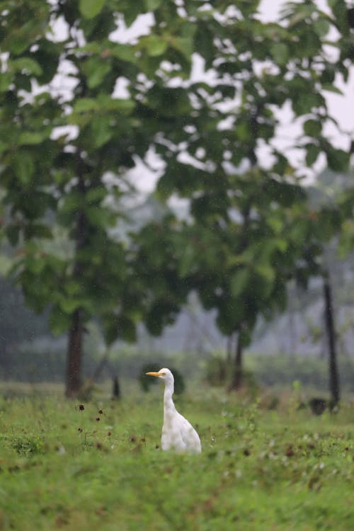 Little Egret Photography 