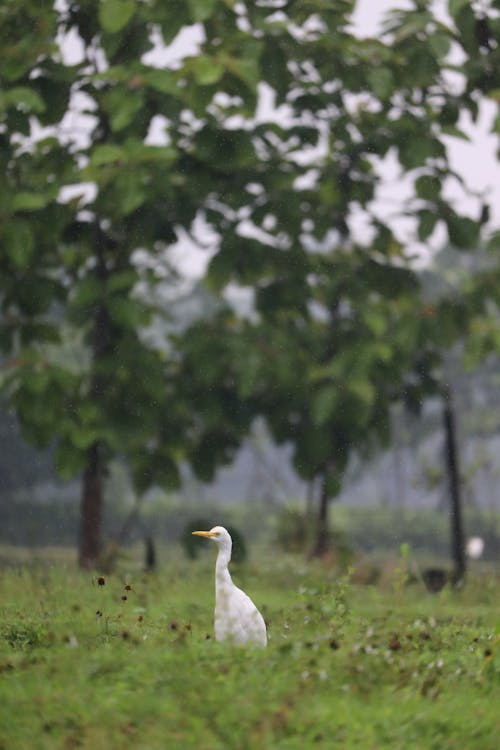 Little Egret Photography 