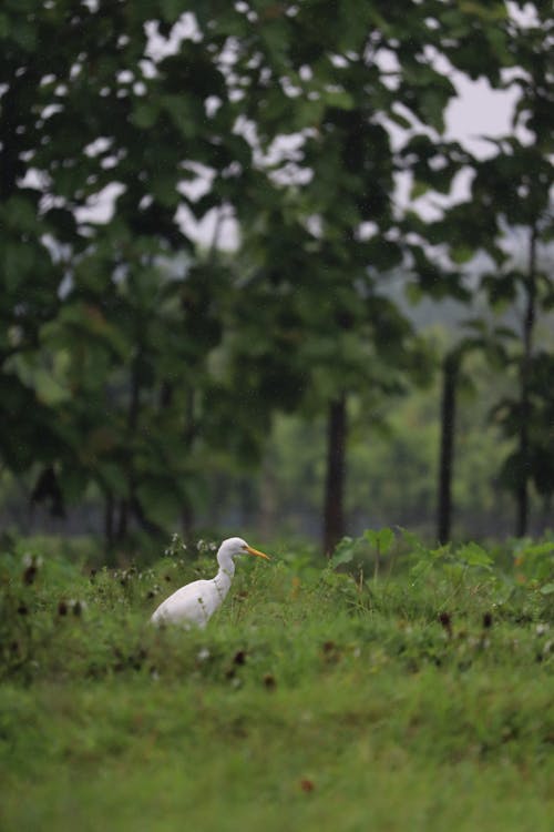 Little Egret Photography 