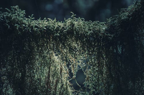 Thick hanging moss growing in the forest