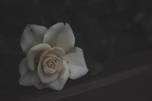 White Rose on Wooden Bench